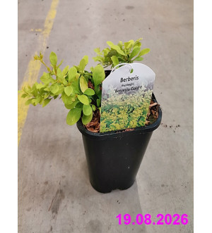 Berberis thunb. 'Bonanza Gold'® C 1,4 L